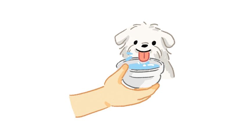 高溫來襲！狗狗中暑怎麼辦！？