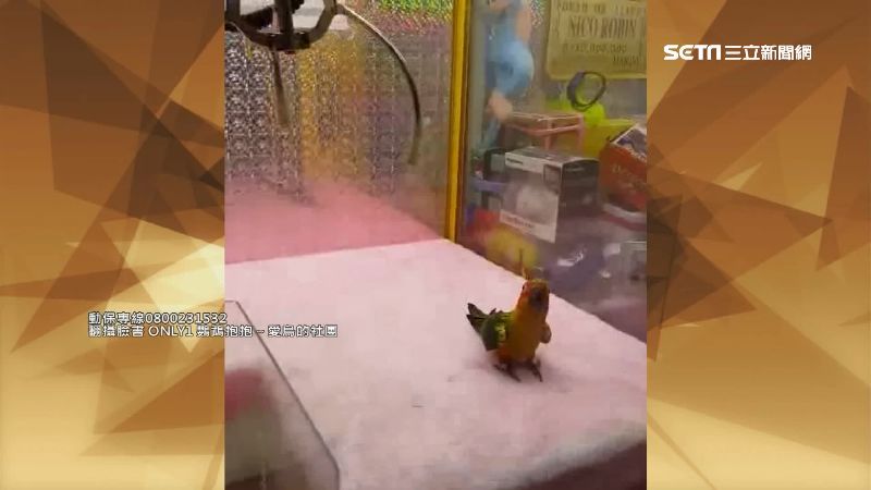 活體鸚鵡娃娃機　最重可罰7.5萬元
