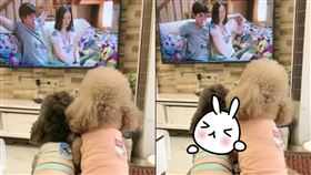 毛小孩看愛情片！「1舉動」閃瞎15萬名單身狗　飼主：學壞了。（圖／翻攝自微博）