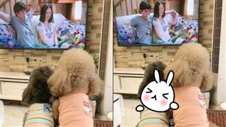 狗兒1暖舉閃瞎萬人！網嘆老公不如狗