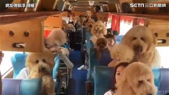 神似玩偶！　標準型貴賓犬專車超壯觀