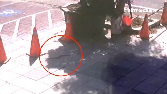 眼鏡蛇鬧工業區　民怨捕蛇員姍姍來遲