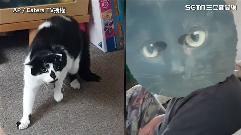 奴才戴超大面具　主子炸毛嚇出飛機耳