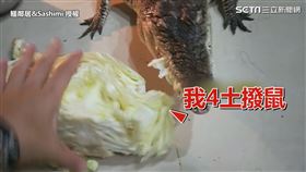 ▲邦比看土撥鼠吃菜也跟著咬一口菜梗。（圖／鱷鄰居&Sashimi 授權）