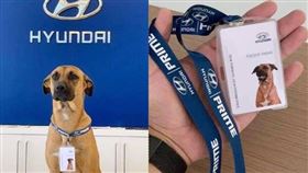 浪浪搖身一變，成為最佳銷售員。（圖／翻攝自instagram@tucson_prime）