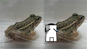 水生甲蟲,青蛙,腸胃,逃脫,肛門