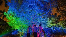 高雄追光季獲德國紅點設計大獎肯定（1）「2019 LOVE高雄追光季」在「2020德國紅點設計大獎」中，榮獲「品牌暨傳達設計大獎」中的「展場設計類」紅點獎。圖為展區作品「一畝光蔭」，以雷射渲染大樹枝葉，在夜間形成迷幻光影。（必應創造提供）中央社　109年8月4日