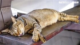 貓咪示意圖（圖／記者李鴻典攝）