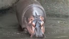 大河馬。（圖／翻攝自「臺北市立動物園」YouTube頻道）