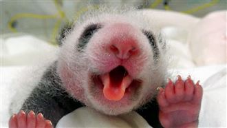 你看過大熊貓喝水？舌頭當吸管超好用