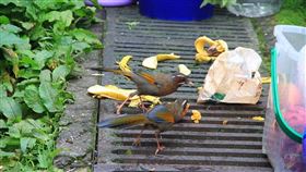 塔塔加被亂丟垃圾／翻攝自玉山國家公園臉書