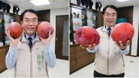 台南市長黃偉哲4日在臉書粉專Po出「大蘋果芒果」照，引起網友熱議。（圖／台南市政府提供）