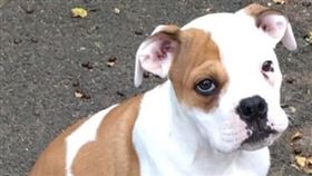 ▲頑皮牛頭犬闖禍了。（圖／翻攝自推特）