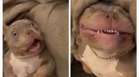 美國,狗,惡霸犬,表情,川普（圖／翻攝自微博）