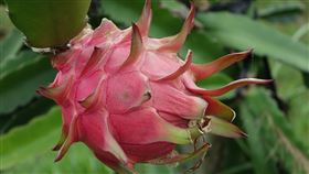 火龍果（Pixabay）