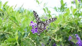  　名家專用／台灣旅行趣（勿用）
