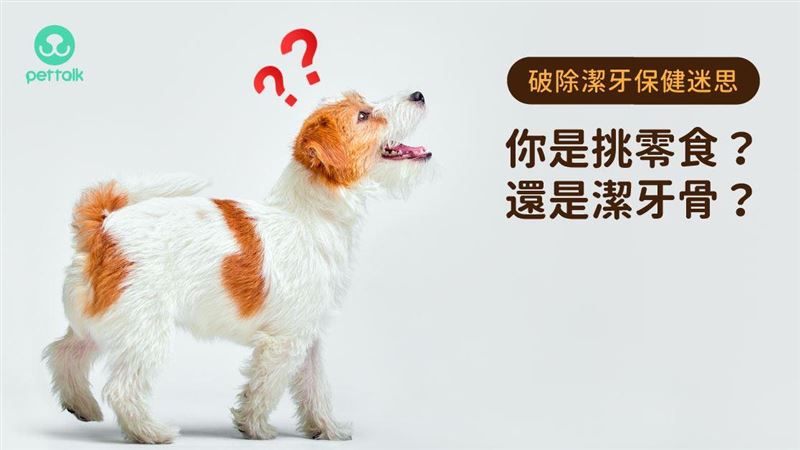 獸醫師：你是挑零食、還是潔牙骨？
