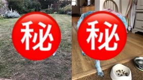 飼主崩潰求救！蠢汪玩到變「全藍」 英國,狗,顏料,Sacha Barbato,貝西,Bessie,藍色 翻攝自推特