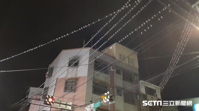 電線停滿燕子　多到發毛…專家曝原因
