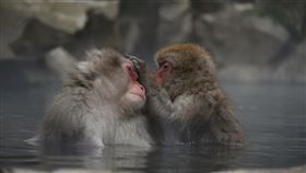 時報出版提供 翻攝自pixabay