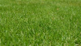  伊莉莎白在後院精心打造一塊草坪。（圖／翻攝自pixabay）