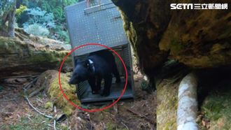 錦屏母熊回家了　出籠前「近鄉情怯」