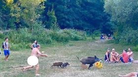 ▲裸男擋住交通被揍一拳；裸男追母豬，要奪回被刁走的包包。（圖／翻攝自推特）