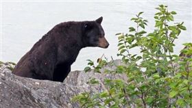 ▲阿拉斯加黑熊。（圖／翻攝自阿拉斯加政府推特）