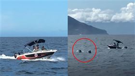 賞鯨船,惡劣,衝鋒小艇,船長,瓶鼻海豚