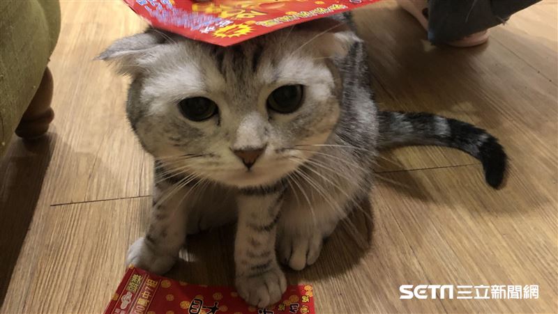 貓「尾」巴讀音怎唸？答案曝光網驚呆