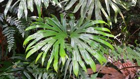 坪溪古道可見雙扇蕨　侏儸紀時代就存在　新北市坪溪古道是淡蘭古道隱藏版秘境，漫步其中可見「雙扇蕨」，是從侏儸紀時代就存在的蕨類，可說是標準的活化石植物，而淡蘭古道的識別標誌就是取材自雙扇蕨的意象。中央社記者黃旭昇新北市攝  109年8月8日