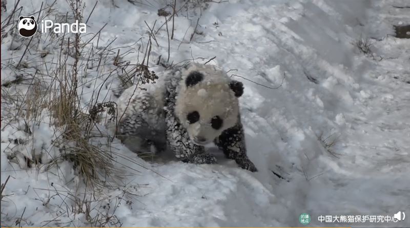 熊貓雪地爬　萌樣曝…網：像椰香麻糬