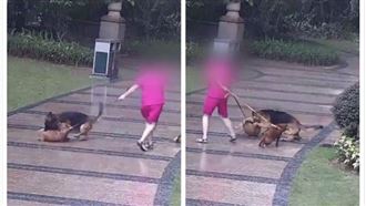 遛狗遇牧羊犬突擊　她泣：寶貝被咬死