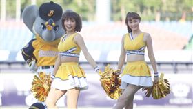 中職閉門開打　啦啦隊應援（3）中華職棒12日在桃園的比賽延賽，洲際棒球場的中信兄弟對統一獅比賽照常進行，成為中職本季也是全世界職棒首場賽事，中信兄弟啦啦隊Passion Sisters（熱情姊妹）在賽前開場熱舞。中央社記者張新偉攝　109年4月12日