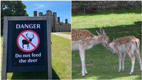 遊客一餵食…野鹿下秒就被殺！工作人員曝心酸：真的別餵牠（圖／翻攝自Knole - National Trust）