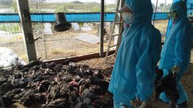 彰化土雞場爆發禽流感　撲殺9556隻彰化縣大城鄉一間土雞場雞隻異常死亡，彰化動防所驗出場內有H5N5亞型高病原性禽流感病毒，21日撲殺場內9556隻土雞。（彰化縣政府提供）中央社記者吳哲豪傳真　106年6月21日
