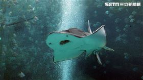 「Xpark 水族館」巨型水族箱可以看到壯觀的迴游魚群與鯊魚等海洋生物。（記者邱榮吉/攝影）