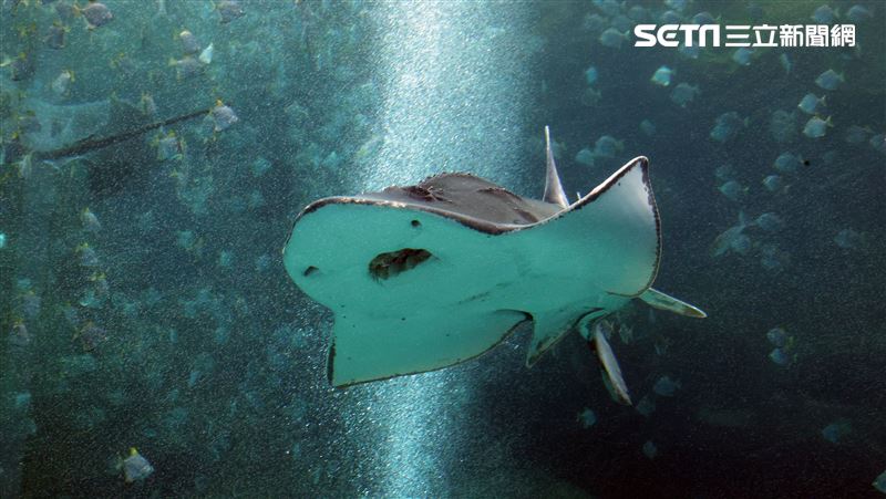 Xpark水族館開幕…網曝參觀心得