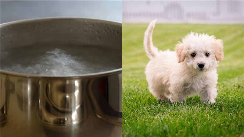 變態陸男愛虐狗！百度熱水「煮幼犬」