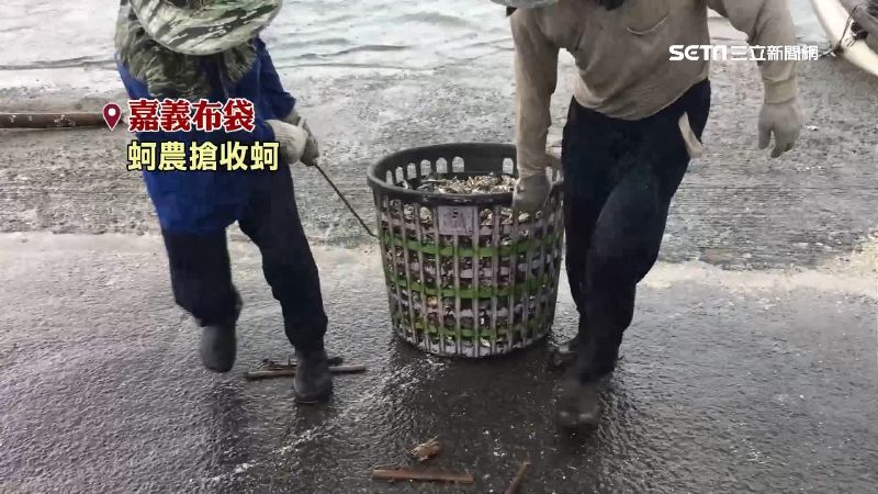 米克拉來了　蚵農搶收、麻豆文旦防颱