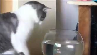 被貓咪緊盯　小魚下一秒飛出水面打臉