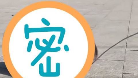 樓梯驚見巨型毛蟲？他湊近一看笑了