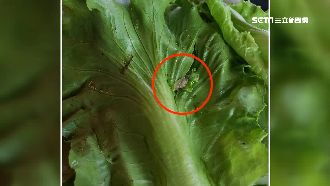 麻辣鍋菜「藏蝸牛」　民眾：剛拔的？