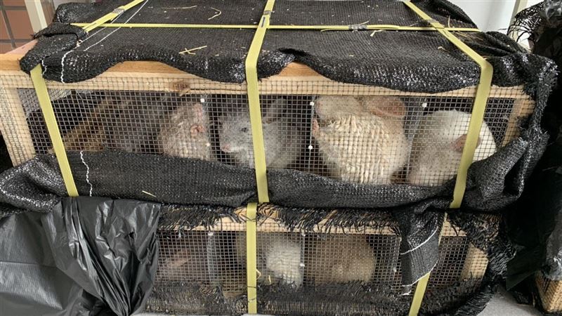 警破走私保育類　50隻龍貓塞後車廂