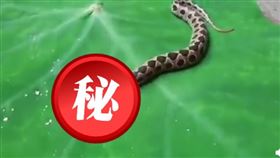 ▲印度驚見「雙頭蛇」，是世界上最毒的品種之一。（圖／翻攝自微博）