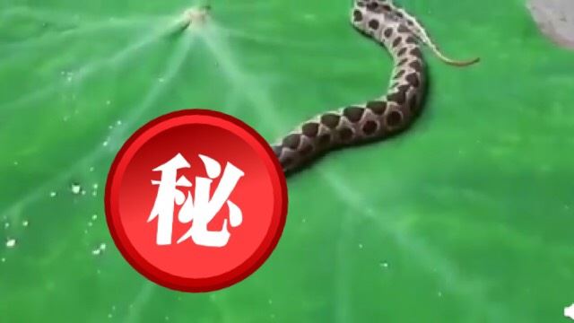 真的超稀有！印度驚見「超毒雙頭蛇」