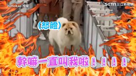 ▲▼「妮莫」。（圖／nimokao 授權 授權）