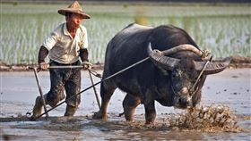 耕田、水牛、農夫。（圖／翻攝自每日頭條）