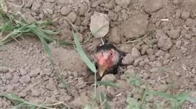 將活雞埋進土堆2周的料理引起批評。（圖／翻攝自Mommtanaddak粉專） 