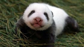 圓圓,圓仔妹45天大,台北市立動物園提供